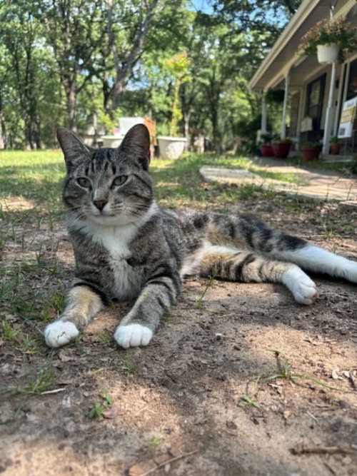 Puss in Boots, an adoptable Tabby in Allen, TX