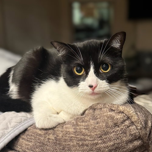 Whisper (this is an oddball!), an adoptable Tuxedo in Allen, TX