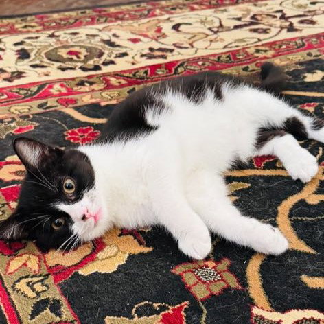 Photo 4 of Whisper (this is an oddball!)