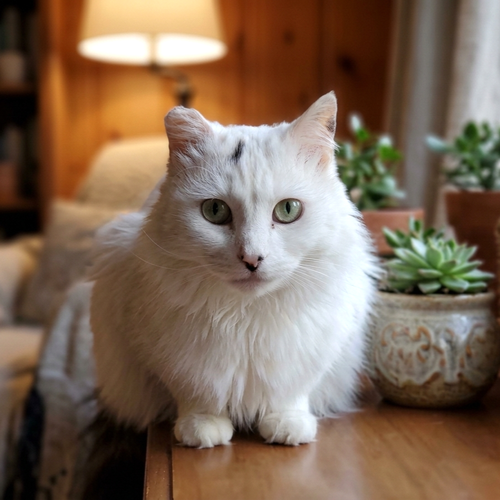 Dahlia