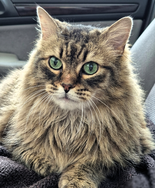 Toby (Siberian Mix), an adoptable Siberian in Allen, TX