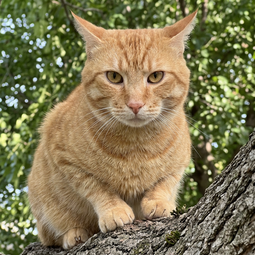 Buddy, an adoptable American Shorthair in Allen, TX