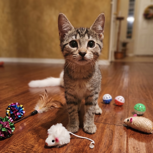 Copper, a cat for adoption from Rescue Me Meow Meow