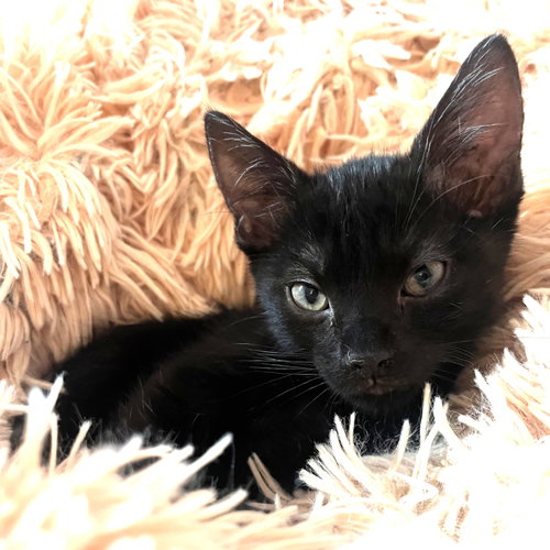 Photo 2 of ShadowPuff (Oriental Mix)