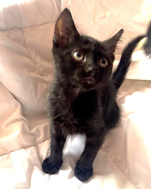Photo 3 of ShadowPuff (Oriental Mix)