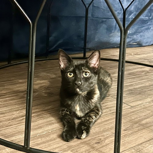 Polka Dots, a cat for adoption from Rescue Me Meow Meow