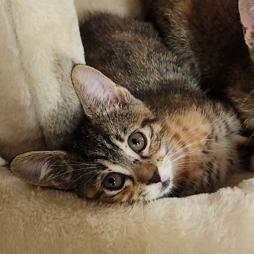 Cara (tabbico), an adoptable Domestic Short Hair in Allen, TX