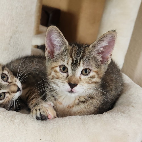 Pallas Athena, a cat for adoption from Rescue Me Meow Meow