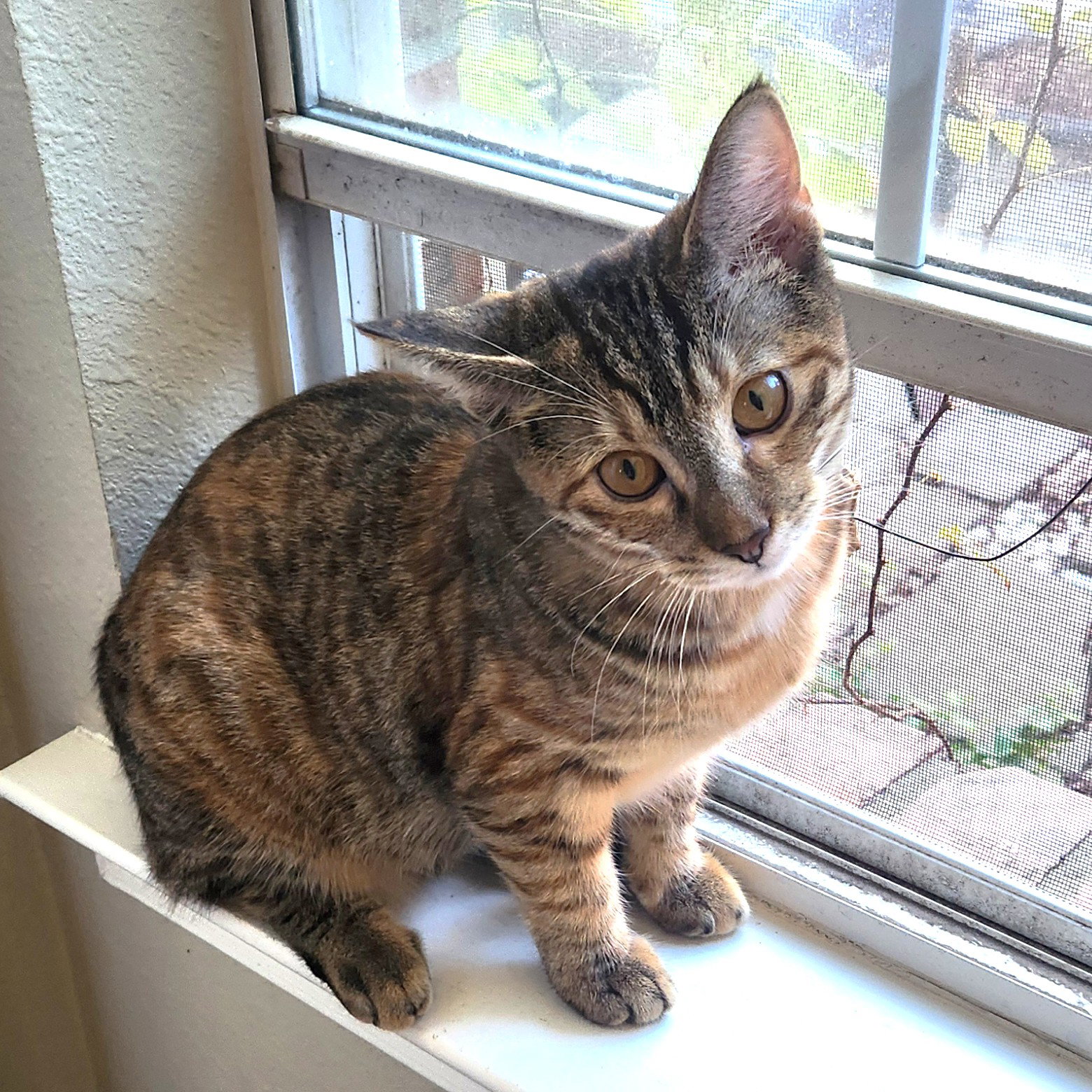 Princess Pineapple, photo 8