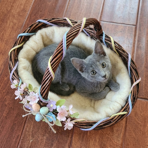 Grisou (Russian Blue), an adoptable Russian Blue in Allen, TX