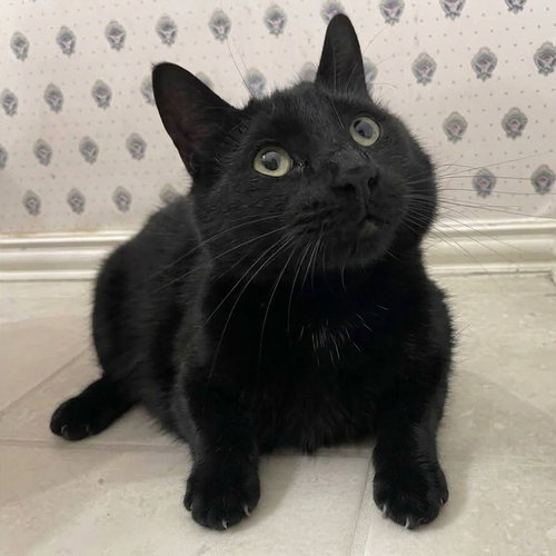 Medea, a cat for adoption from Rescue Me Meow Meow