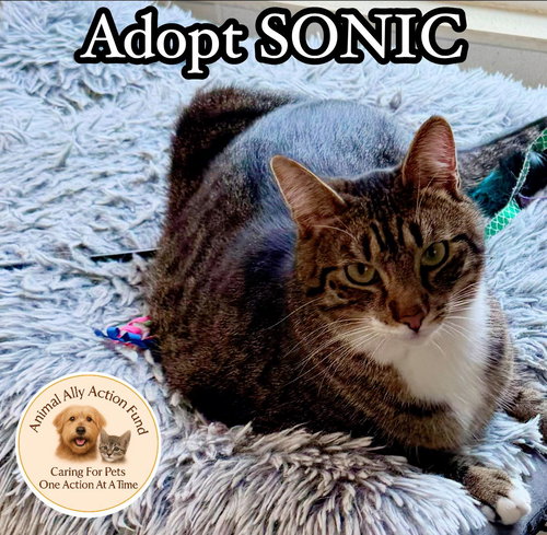 Sonic, an adoptable Domestic Short Hair in Bolivia, NC