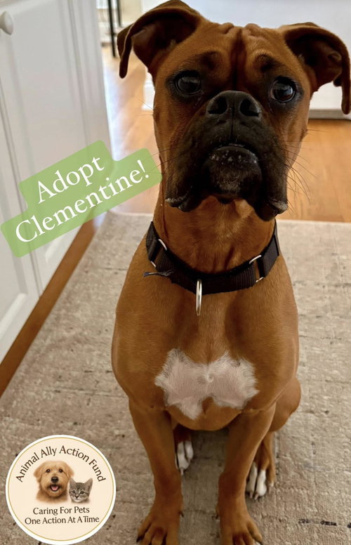 Clementine, an adoptable Boxer in Bolivia, NC