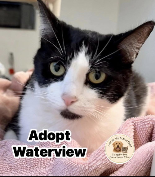 Waterview, an adoptable Domestic Short Hair in Bolivia, NC