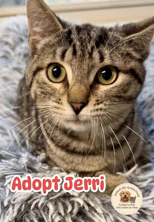 Jerri, an adoptable Tabby in Bolivia, NC