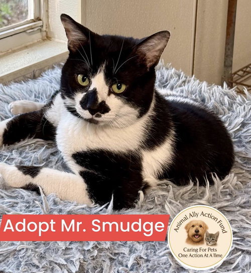 Mr. Smudge, an adoptable Domestic Short Hair in Bolivia, NC
