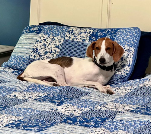 Donnie, an adoptable Hound in Bolivia, NC