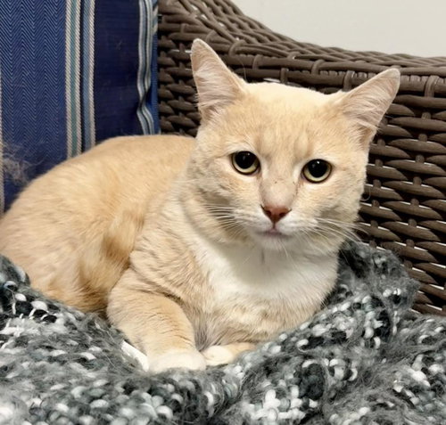 Topaz, an adoptable Domestic Short Hair in Bolivia, NC