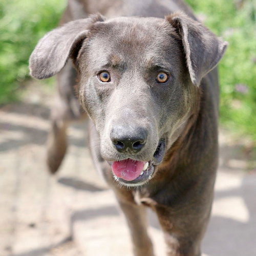 Blue, an adoptable Weimaraner in Bolivia, NC