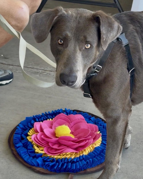 Blue, an adoptable Weimaraner in Bolivia, NC