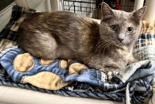 Sweetie Pie, an adoptable Tortoiseshell in Bolivia, NC