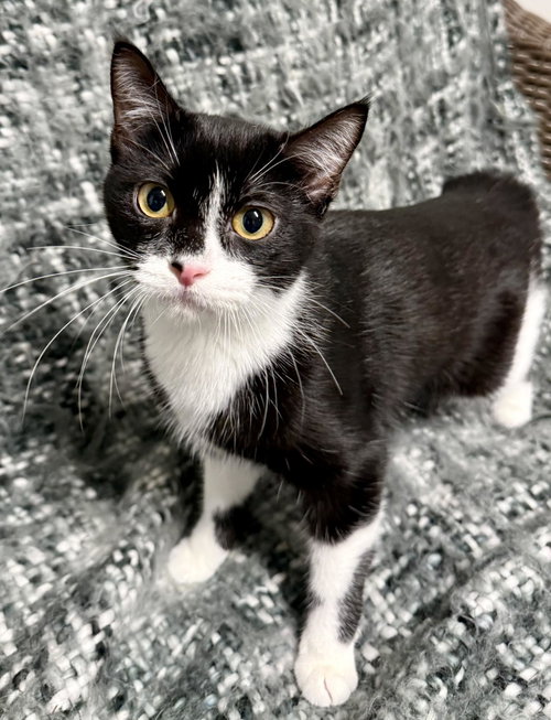 Yogi, an adoptable Domestic Short Hair in Bolivia, NC