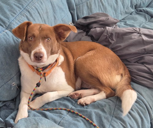 Moxie, an adoptable Border Collie in Bolivia, NC