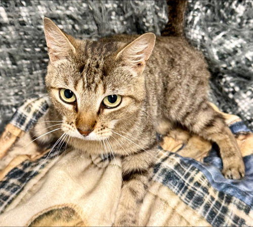 Roxy, an adoptable Domestic Short Hair in Bolivia, NC