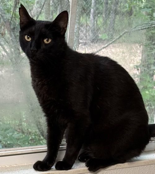 Pepper, an adoptable Domestic Short Hair in Bolivia, NC