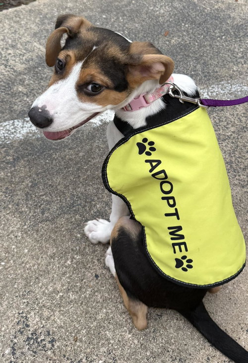 AVA, an adoptable Beagle in Bolivia, NC
