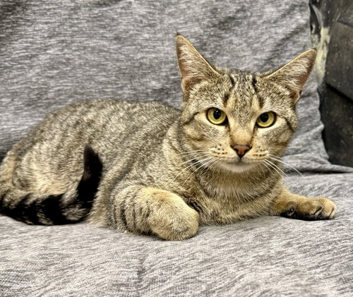 Lucy The Cat