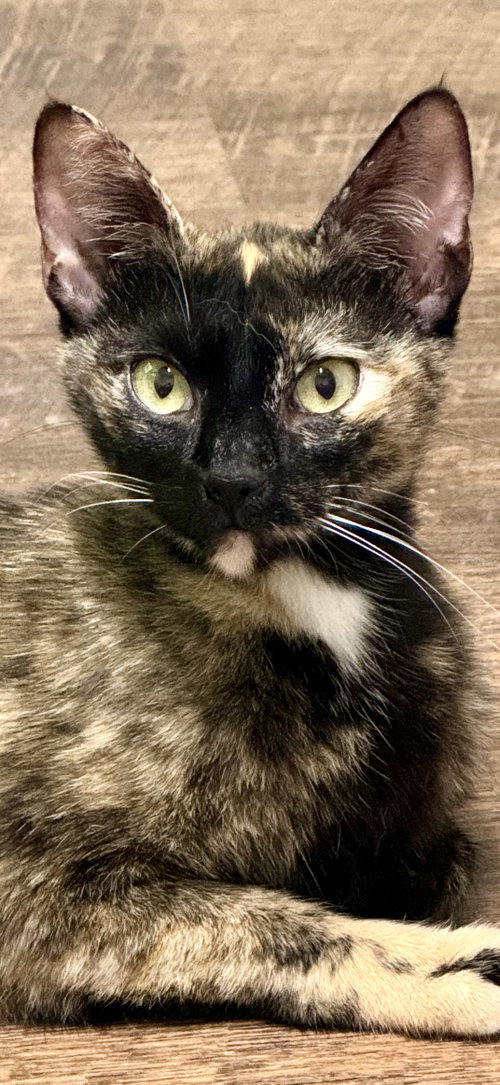 Pip