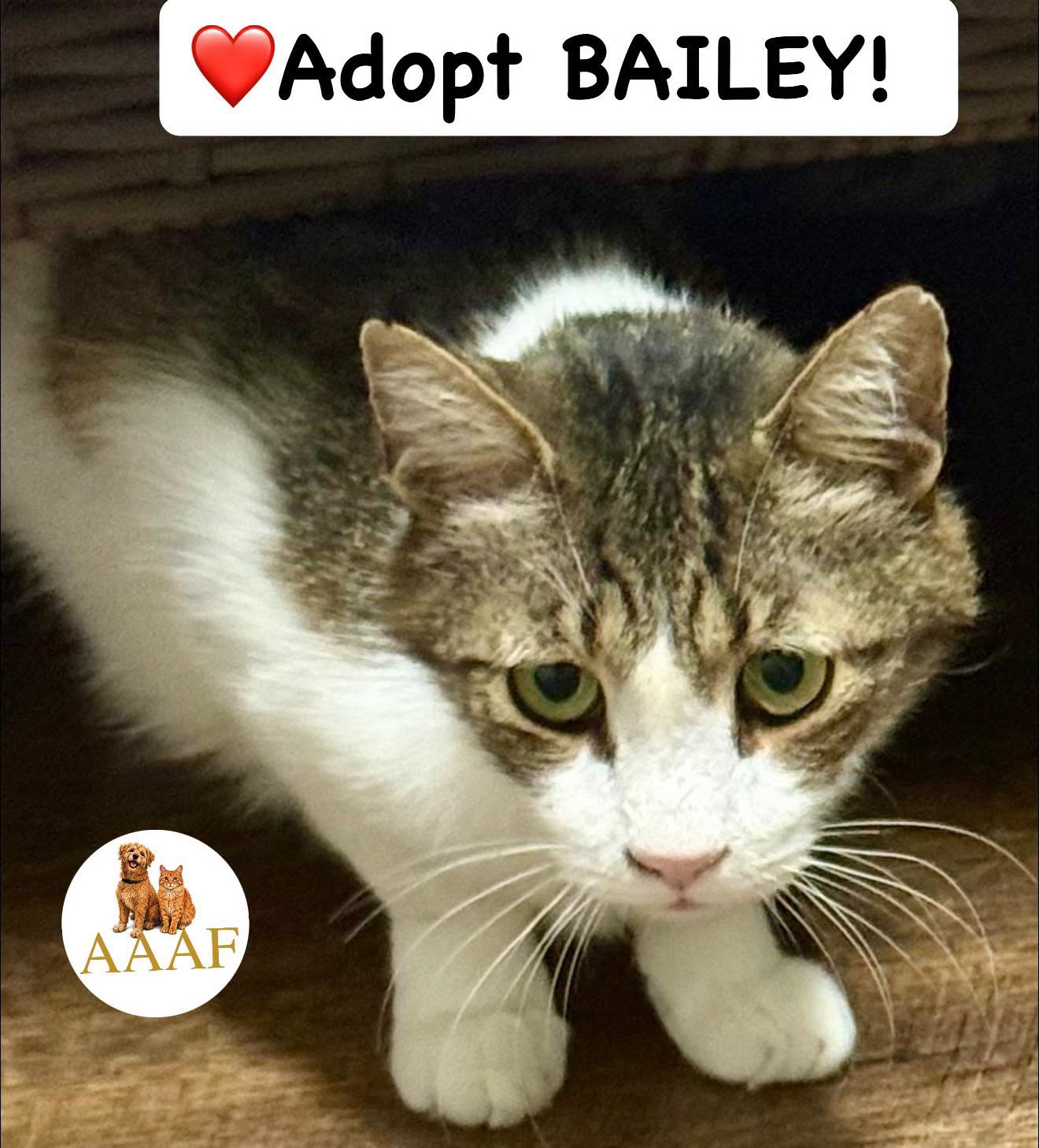 Bailey, photo 2