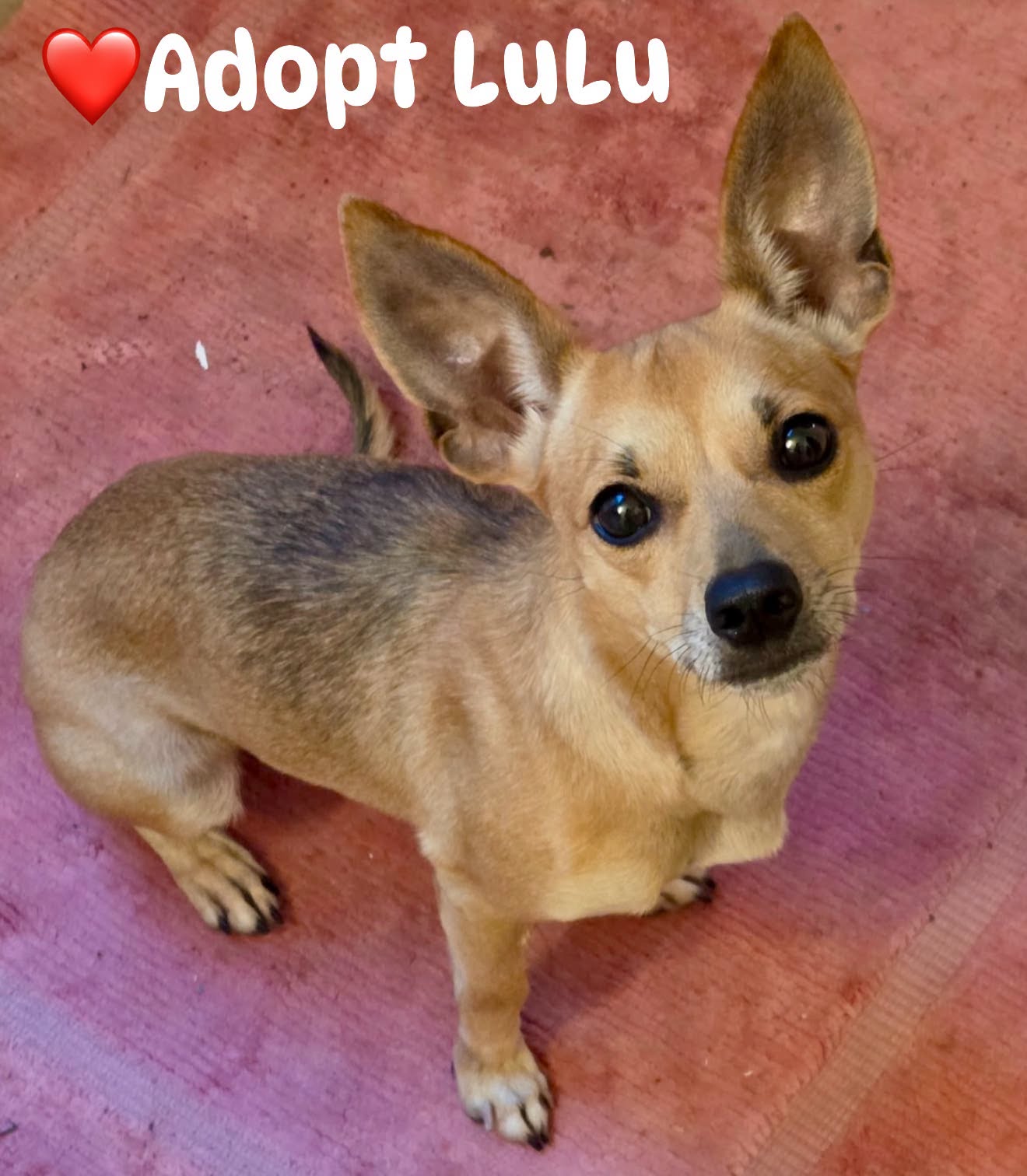 Lulu, Chihuahua