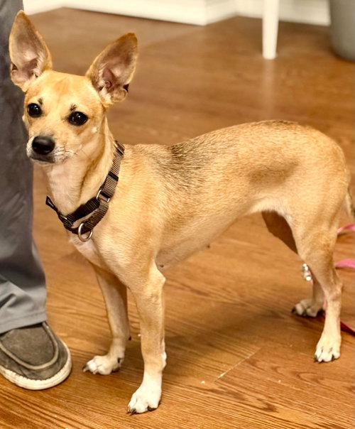 Lulu, Chihuahua / Mixed (short coat)