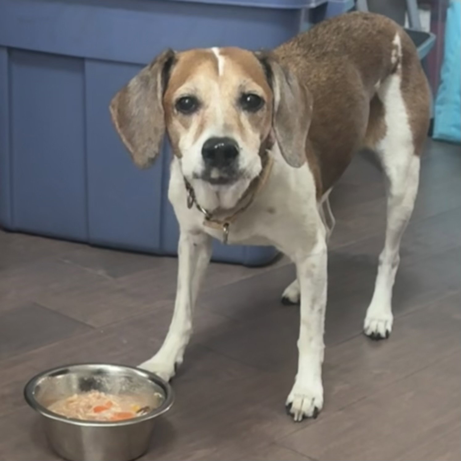Daisy, Beagle