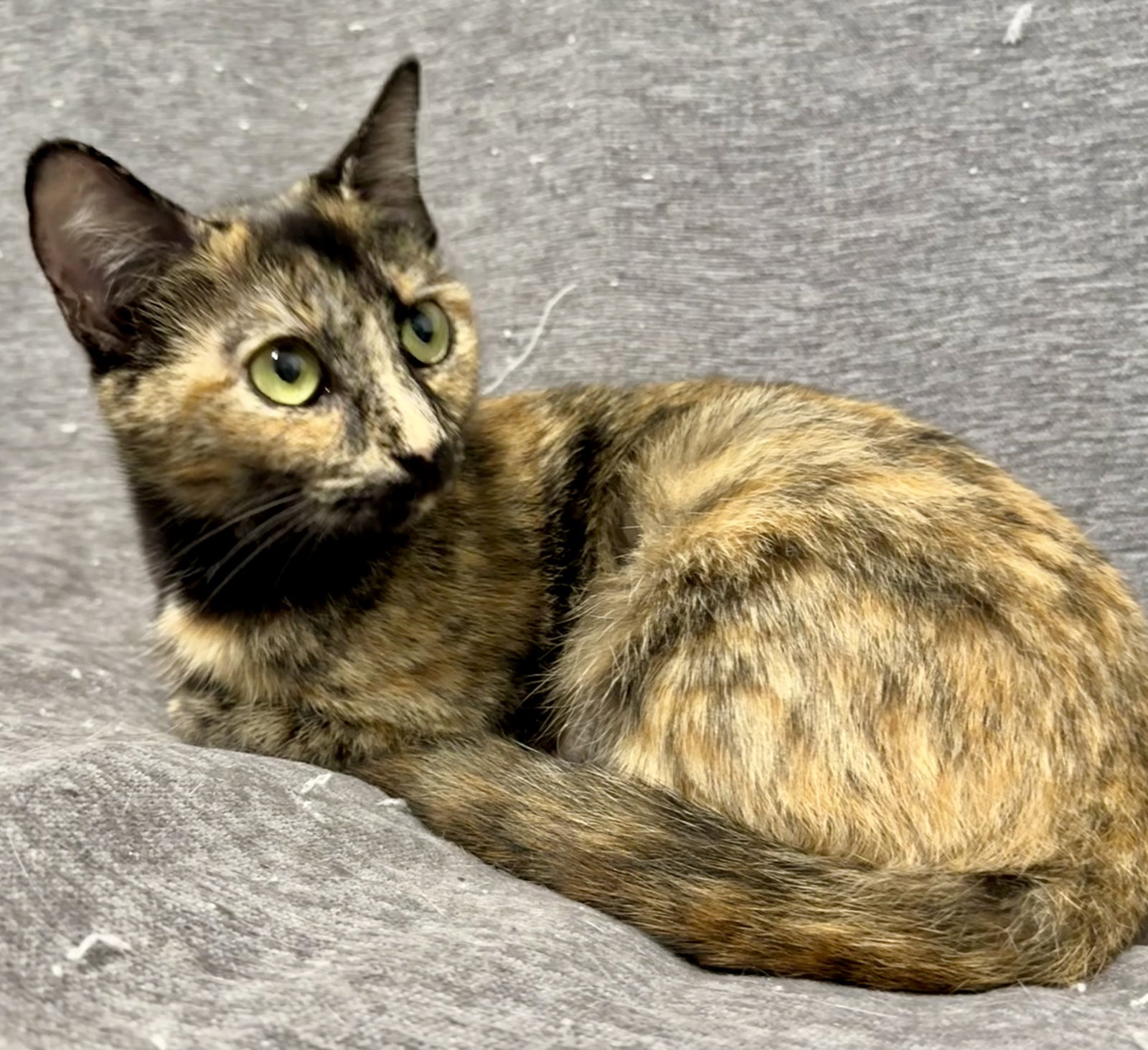 Calypso, American Shorthair