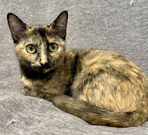 Calypso, American Shorthair (short coat)