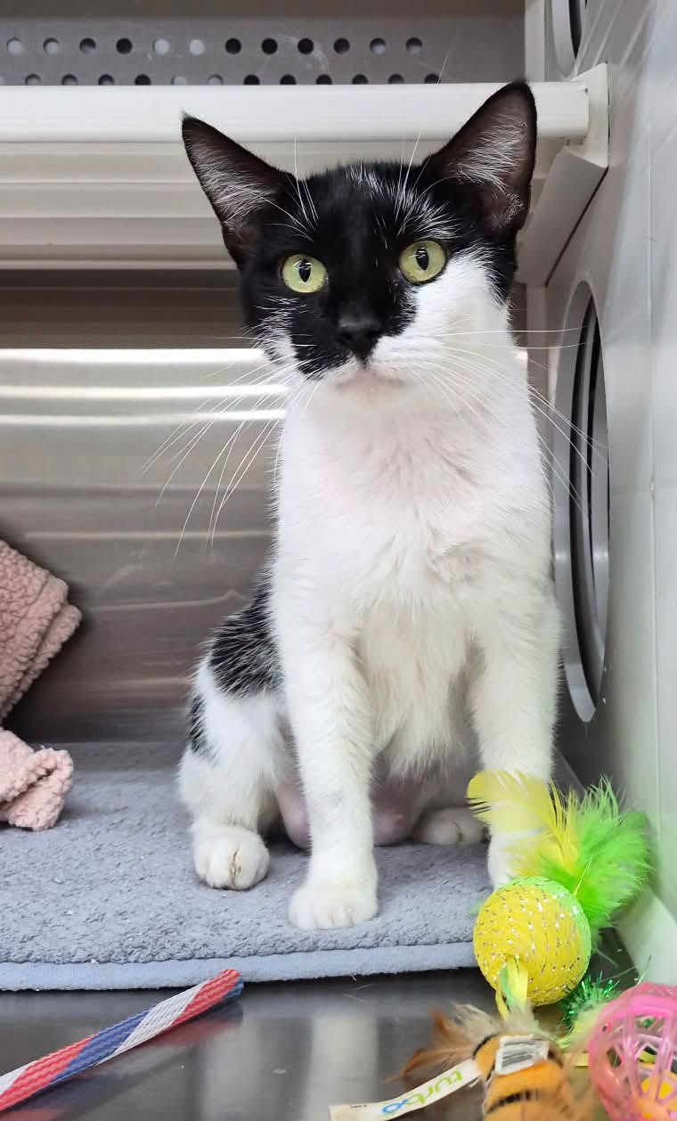 Opal, American Shorthair