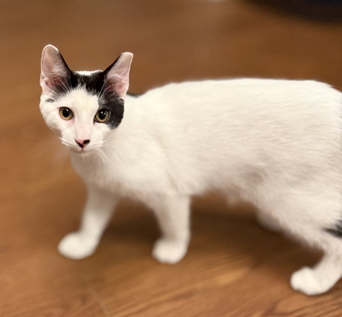 Cash, American Shorthair