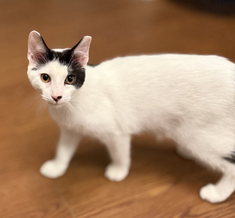 Cash, a male American Shorthair cat up for adoption