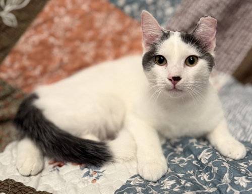 Winston, American Shorthair (short coat)