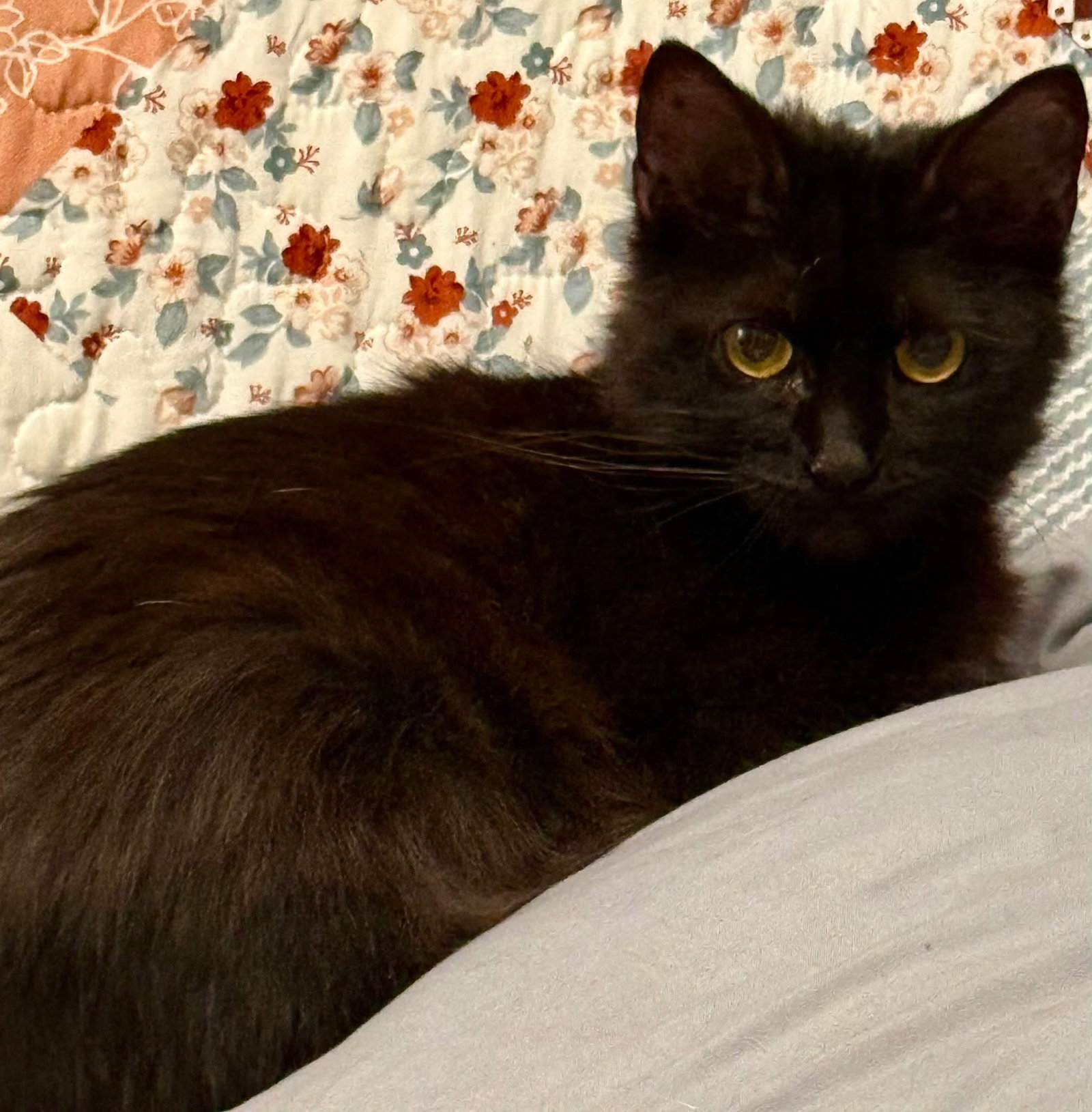 Biscotti