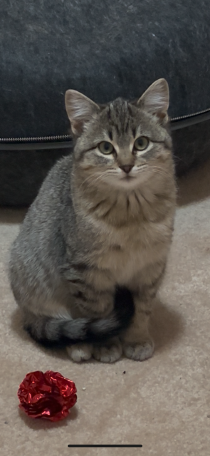 Cloe, an adoptable Tabby in Edmonton , AB
