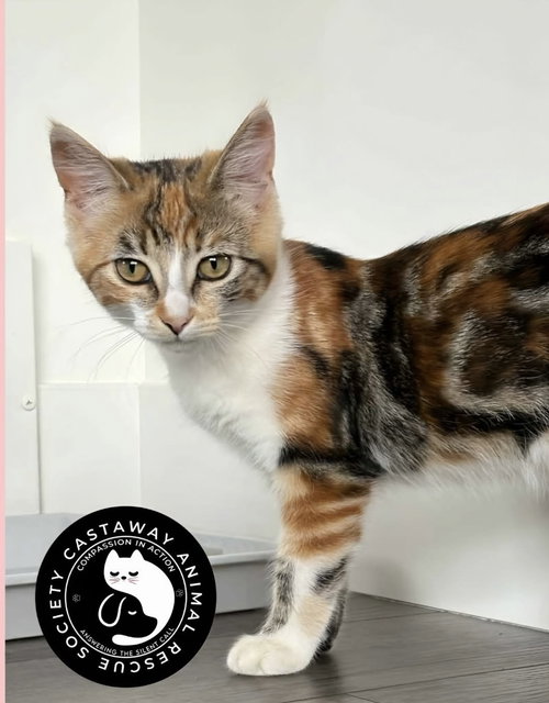 Charm, an adoptable Domestic Short Hair in Edmonton , AB