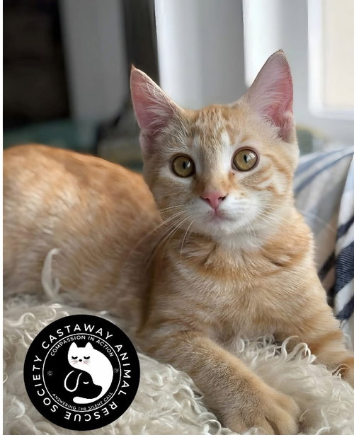 Butternut, an adoptable American Shorthair in Edmonton , AB