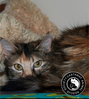 Aurora, an adoptable Domestic Medium Hair in Edmonton , AB