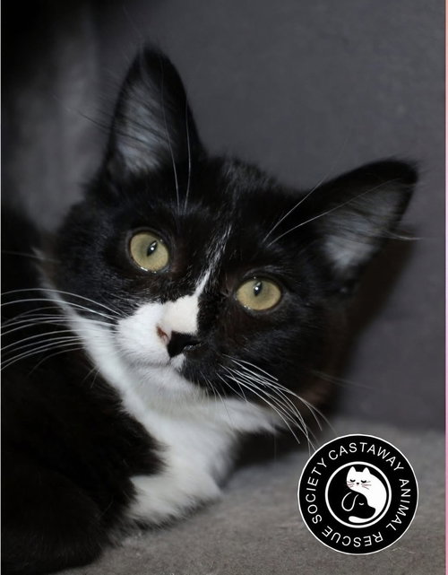 Princess Jasmine, an adoptable Domestic Medium Hair in Edmonton , AB