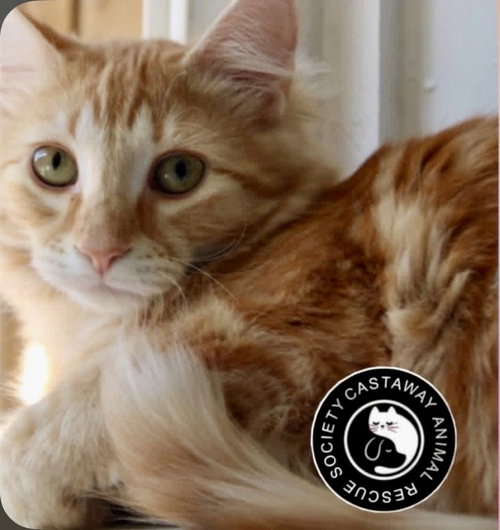 Prince Eric, Young Domestic Medium Hair (medium coat), cat for adoption in Edmonton, AB
