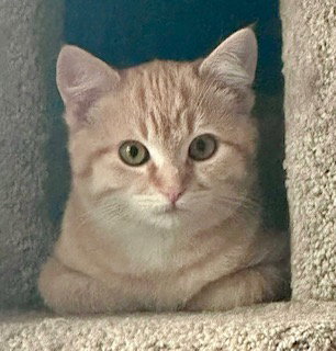 Colby, an adoptable Tabby in Edmonton , AB